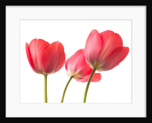 Red Tulips by Assaf Frank